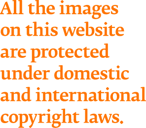 All the images on this website are protected under domestic and international copyright laws